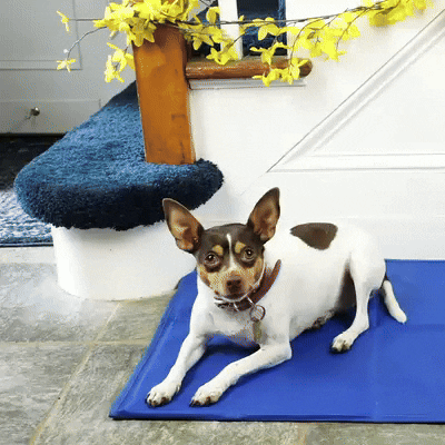 Kyldyna för hund | Självkylande kylmatta