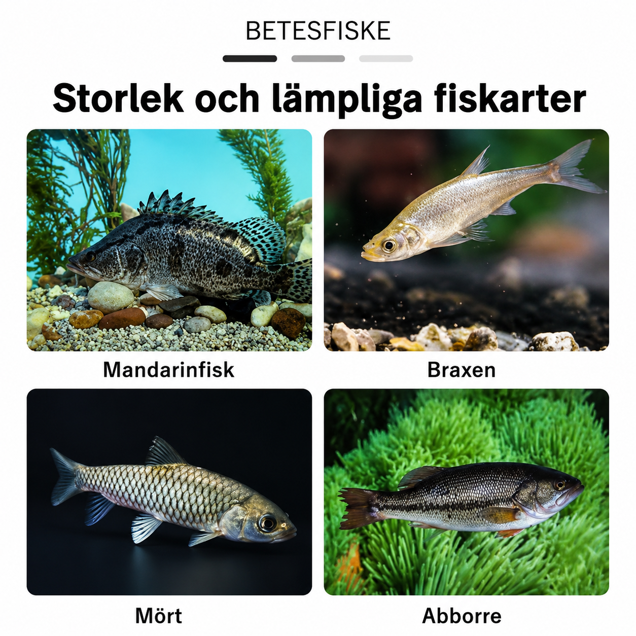 Weedless swimbaits | Gädda & abborre